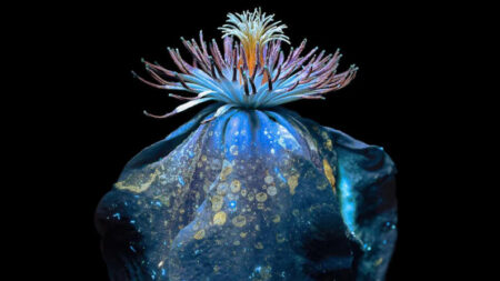 El alma y energía de las flores: Fotografía de luz ultravioleta capta belleza oculta de las flores