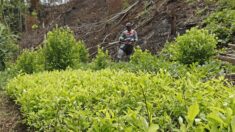 Los cultivos de coca en Colombia volvieron a romper récord con 230,000 hectáreas en 2022