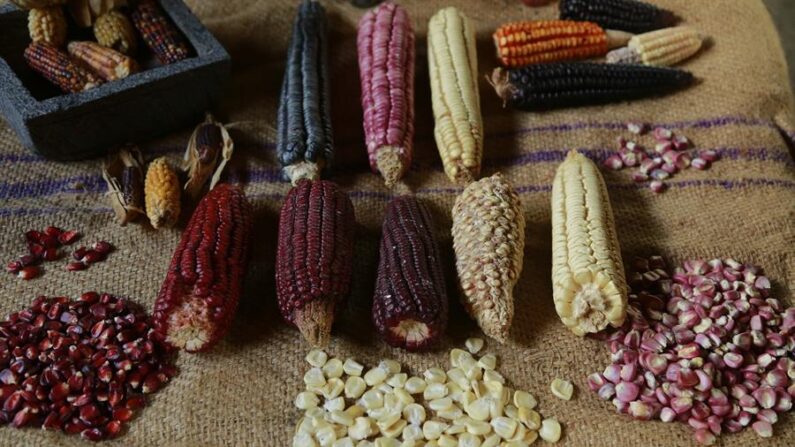 Fotografía que muestra diversas clases de mazorcas y semillas de maíz en "La Casa del Maíz", el 26 de septiembre de 2023, en la localidad de San Juan Evangelista, municipio de Tlajomulco (México). EFE/Francisco Guasco