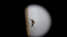 Ecuador declara alerta epidemiológica en tres provincias por un brote de dengue