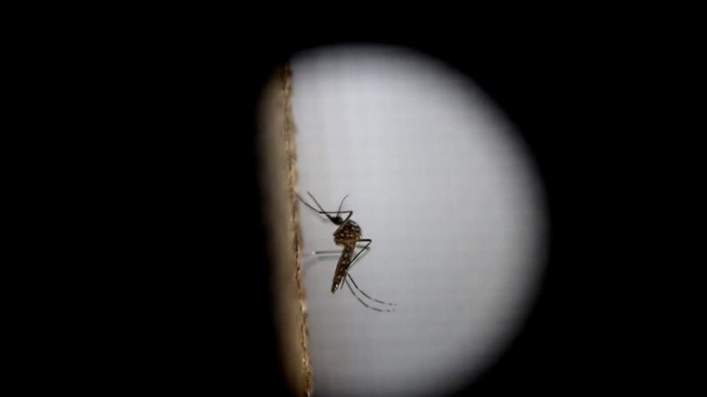 El mosquito de la variedad "Aedes aegytpi", el cual transmite el virus del zika, dengue y chikungunya, en una fotografía de archivo. EFE/Esteban Biba
