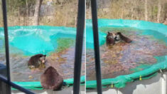 Osa visita a una familia todos los años para nadar en la piscina de la casa: “Es parte del vecindario”