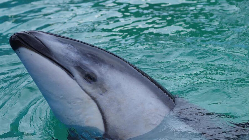 Fotografía divulgada por el Miami Seaquarium donde se muestra Li'i, un delfín de 200 libras de peso (90.7 kilos), que llevaba viviendo 37 años en este acuario y nadaba en el estanque de la fallecida orca Lolita, y que fue trasladado a un hábitat "mejor" en Texas, donde convivirá "con otros compañeros de su especie", según informó este lunes el acuario de Florida (EE.UU.). EFE/Miami Seaquarium