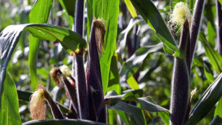 México celebrará el Día del Maíz, base de su alimentación para fortalecer la tierra