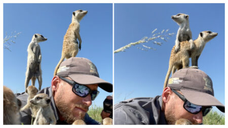 VÍDEO: Fotógrafo queda atónito cuando una curiosa suricata sube a su cabeza y se niega a moverse