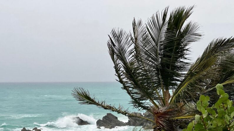 Una palmera resiste al viento en Church Bay, Bermudas, mientras el huracán Fiona se dirige hacia la isla atlántica como una poderosa tormenta de categoría 4 el 22 de septiembre de 2022. (Sébastien Vuagnat/AFP vía Getty Images)