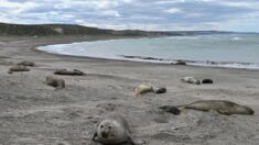 Detectado el primer caso de gripe aviar en un elefante marino en la Patagonia argentina
