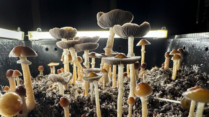 Hongos psilocibios están listos para su recolección en una "cámara de fructificación" humidificada, en el sótano de una casa particular, el 28 de julio de 2023, en el condado de Fairfield, Connecticut. (John Moore/Getty Images)