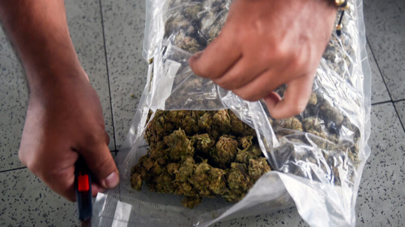 Un miembro del Cuerpo Técnico de Investigación de Colombia (CTI) muestra un paquete de marihuana incautada el 19 de enero de 2018, en Medellín, Colombia. (Joaquin Sarmiento/AFP vía Getty Images)