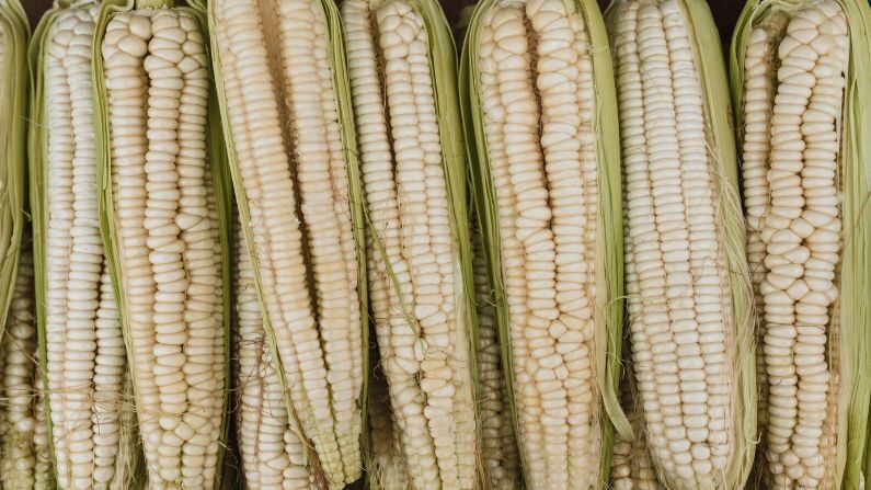 Foto de archivo de mazorcas de maíz. (Pexels / Arina Krasnikova)
