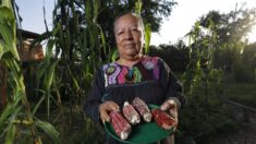 Gobierno de México defiende el decreto contra el maíz transgénico de Estados Unidos
