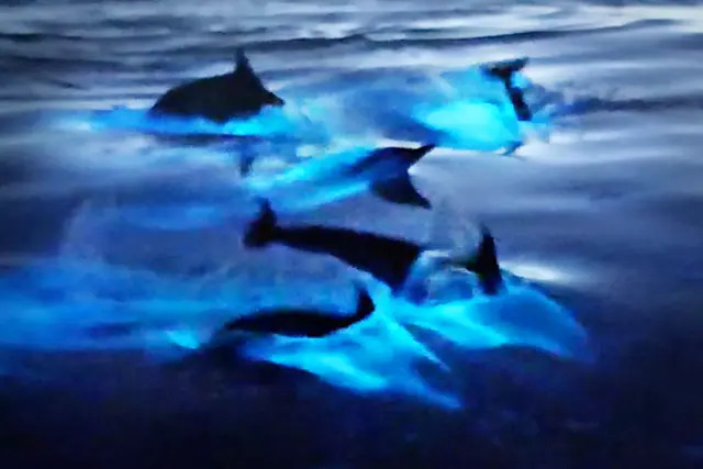 VIDEO: Mágico momento en que los delfines de California brillan en aguas azules bioluminiscentes