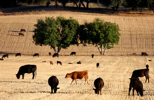 El ganado pasta cerca de Ojai, California, el 21 de junio de 2022. (Mario Tama/Getty Images)
