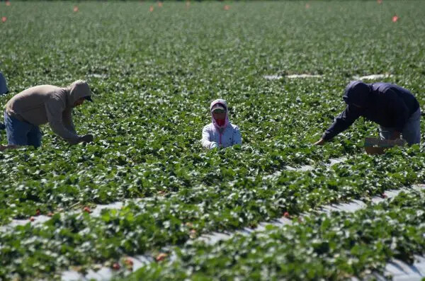 Los trabajadores migrantes cosechan fresas en una granja cerca de Oxnard, California, en una imagen de archivo. (Joe Klamar/AFP/Getty Images)
