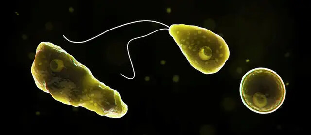 Naegleria fowleri, una ameba comecerebros. (Cortesía de los Centros para el Control y la Prevención de Enfermedades)