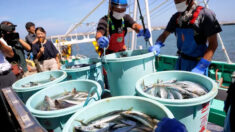 Japón exige revocación de la “irrazonable” prohibición de Beijing a productos pesqueros