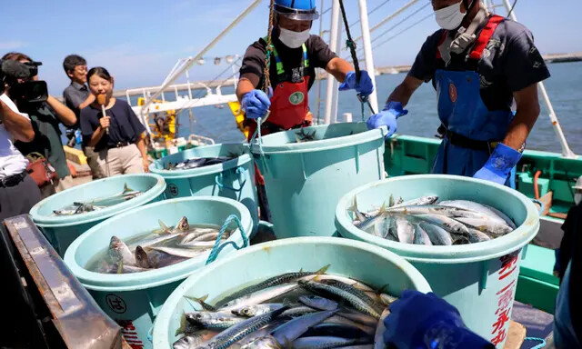 Trabajadores pesqueros descargan mariscos capturados en la pesca de arrastre en alta mar en el puerto de Matsukawaura, en la ciudad de Soma, prefectura de Fukushima, el 1 de septiembre de 2023, aproximadamente una semana después de que el país comenzara a descargar aguas residuales tratadas de la planta de energía nuclear TEPCO de Fukushima. (JIJI Press/AFP vía Getty Images)