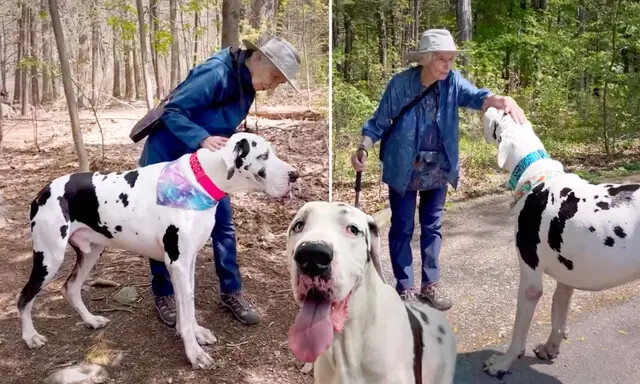 Un gran danés gigante se enamora de una abuela en la ruta de senderismo y su vínculo es conmovedor