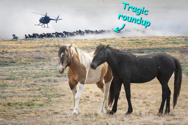 Historia de amor salvaje: Mujer reúne a dos caballos salvajes trágicamente separados en una redada