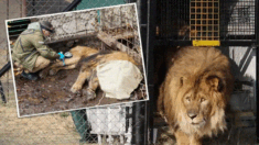 VIDEO: ¿Recuerdan al león más solitario del mundo liberado tras estar enjaulado 15 años? Ya está en casa