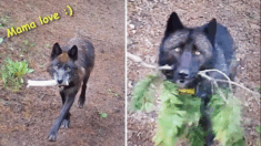 VÍDEO: Lobos llevan «juguetes» a sus cachorros hambrientos para tenerlos entretenidos a falta de comida