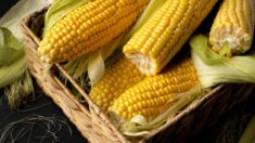México promociona el consumo de maíz no transgénico en Europa