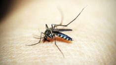 México: Emiten aviso de riesgo tras detectar vacunación de niños menores de 9 años contra el dengue