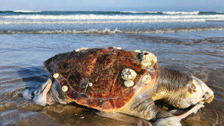 ONG pide a EE. UU. sanciones comerciales para México por pesca ilegal de tortugas