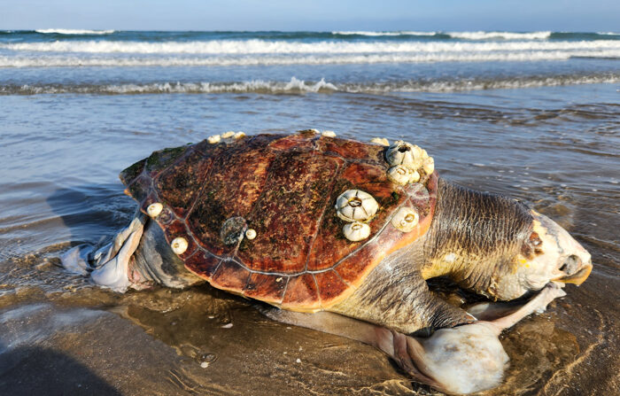 Fotografía sin fecha cortesía del Centro para la Biodiversidad de Biológica donde se observa a una tortuga sin vida en playas del Golfo de Ulloa, en aja California Sur, México. (EFE/Centro para la Biodiversidad de Biológica)