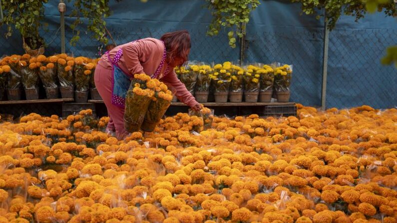 Floricultores de Xochimilco inician la venta de flor de cempasúchil por la temporada de día de muertos 2023 en el Palacio de la Flor de la alcaldía de Xochimilco, en la Ciudad de México. (EFE/Isaac Esquivel)