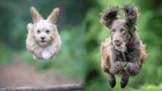 Fotógrafo capta en el aire a divertidos perros adoptando su mejor pose de “Superman”