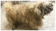 Perrito abandonado que parecía un «montón de trapos» pierde 2.8lb de pelo y encuentra nuevo hogar
