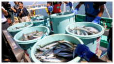 Barcos pesqueros chinos capturan marisco en aguas de Japón mientras Pekín prohíbe importaciones japonesas