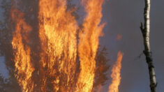 Incendio en Parque del Jaguar en Tulum fue controlado «sin lesionados», según Protección Civil