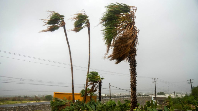 El viento sopla palmeras antes de la llegada del huracán Norma en Los Cabos, estado de Baja California, México, el 21 de octubre de 2023. (Joel Cosio/AFP vía Getty Images)