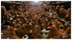 Nuevos casos de gripe aviar en Iowa, que se une a otros 3 estados en la reaparición de la enfermedad