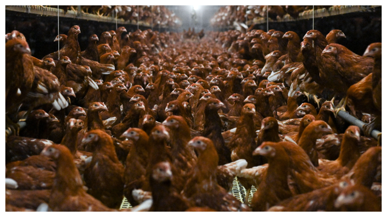 Esta fotografía tomada el 21 de septiembre de 2023 muestra gallinas jóvenes en un gallinero de la empresa Gatineau en Menomblet, al oeste de Francia. (Foto de SEBASTIEN SALOM-GOMIS/AFP vía Getty Images)