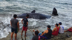 Una ballena jorobada muere tras encallar en las costas mexicanas de Tabasco
