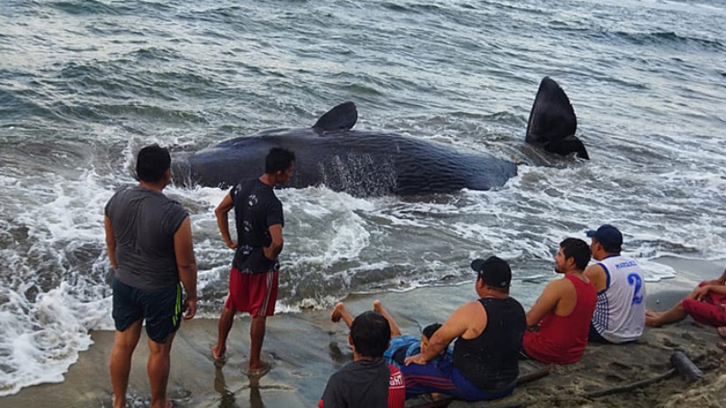 Fotografía cedida donde se ven pescadores y turistas observando una ballena jorobada encallada hoy 3 de octubre de 2023, en una playa del municipio de Cárdenas, México. (EFE/Luis Cosmopulus)