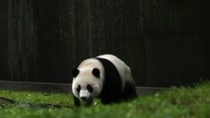 Zoológicos estadounidenses devuelven pandas a China, acabando con la «diplomacia del panda» del régimen