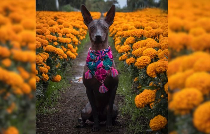 Foto archivo de un xoloitzcuintle, antiguo perro sin pelo mexicano que fue venerado por los aztecas en la época prehispánica, hoy es una mascota muy apreciada. (Vanessa Pozos / Pexels)