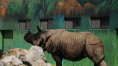 Dos rinocerontes indios encuentran hogar en un zoológico de Guadalajara