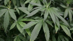 Investigación revela que la legalización de la marihuana ha provocado más hospitalizaciones en niños