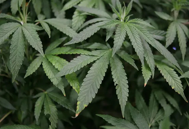 Hojas de una planta de marihuana madura en un expositor de The International Cannabis and Hemp Expo en el Cow Palace de Daly City, California, el 18 de abril de 2010. (Justin Sullivan/Getty Images)