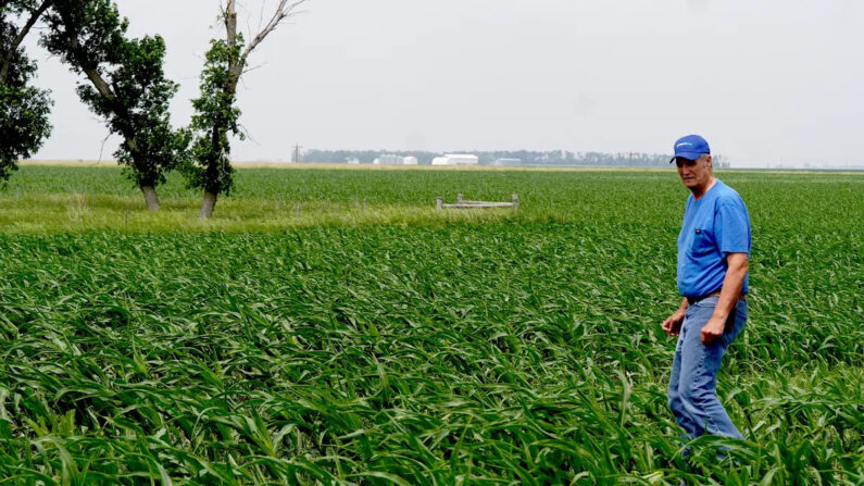 Ed Fishbach, agricultor de Dakota del Sur de cuarta generación, lidera la oposición a una propuesta de gasoducto de captura de carbono en cinco estados presentada por Summit Carbon Solutions, con sede en Iowa. (Allan Stein/The Epoch Times)