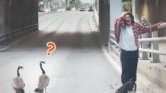 Divertido video de un hombre que intenta poner a salvo a una familia de gansos «testarudos» se hace viral