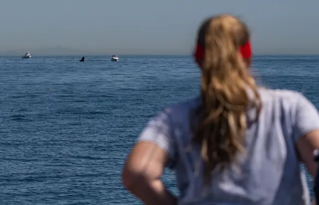 Una turista observa una ballena cerca de pequeñas embarcaciones en las afueras del puerto de Dana Point, California, el 7 de abril de 2022. (John Fredricks/The Epoch Times)
