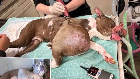 Pitbull condenada a la muerte es rescatada y operada de un tumor grande como una pelota de voleibol