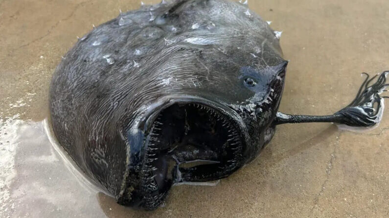 Un raro avistamiento de un pez depredador de aguas profundas en la playa. (Cortesía de California State Parks)