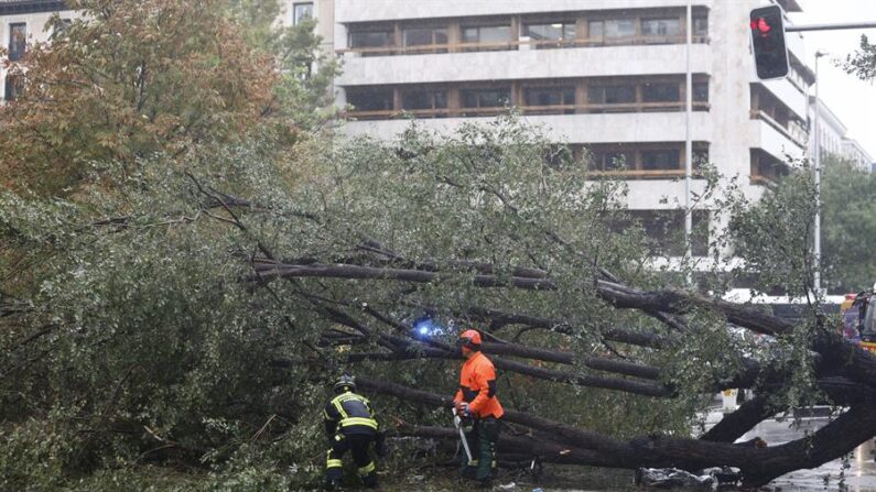 Efectivos del cuerpo de bomberos junto al árbol caído en el número 1 de la calle Almagro de Madrid (España), a causa de las fuertes rachas de viento, causando la muerte a una mujer de 23 años. EFE/ Rodrigo Jimenez